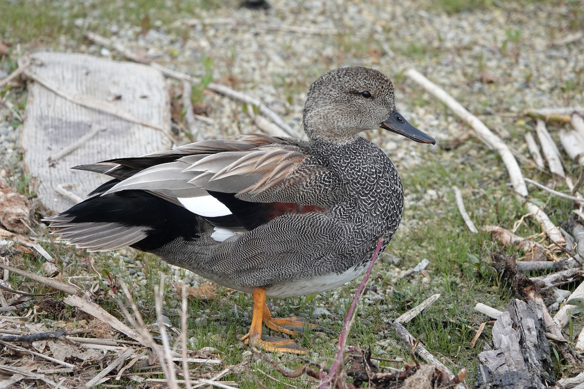 Gadwall - ML619377336