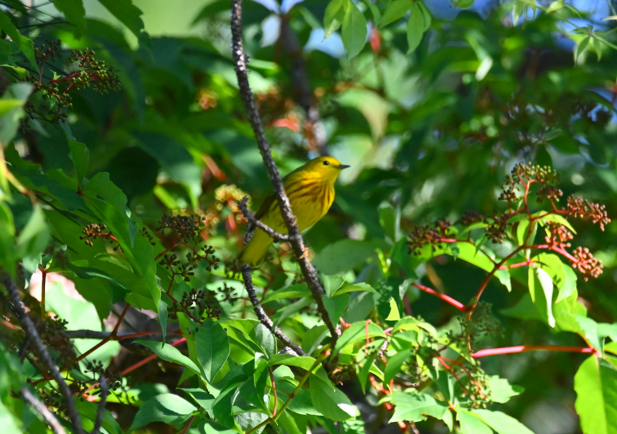 Yellow Warbler - Heather Buttonow