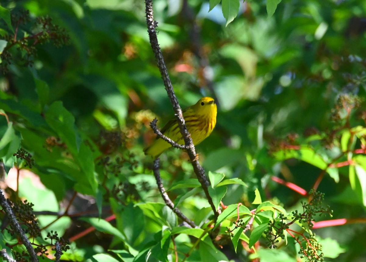 Yellow Warbler - Heather Buttonow