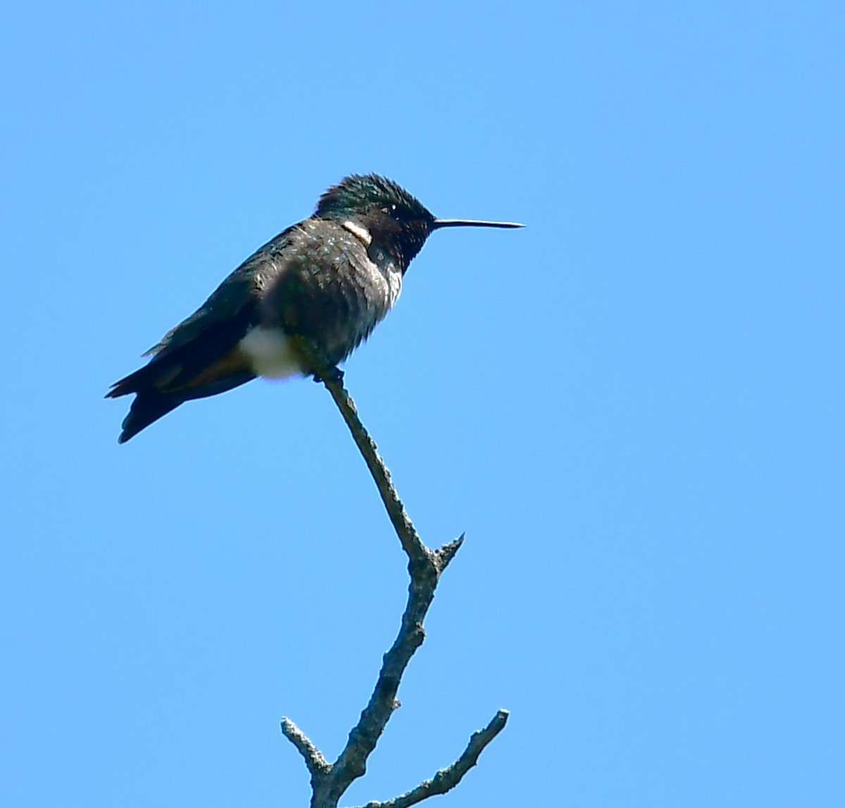 Ruby-throated Hummingbird - MJ Heatherington