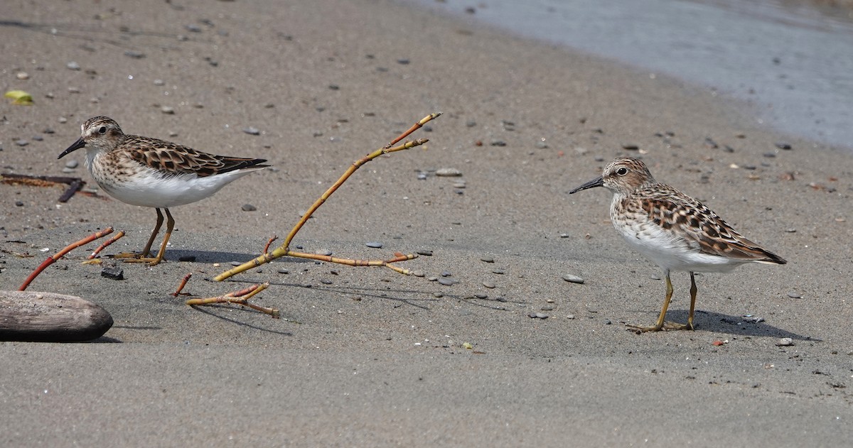 Least Sandpiper - mc coburn