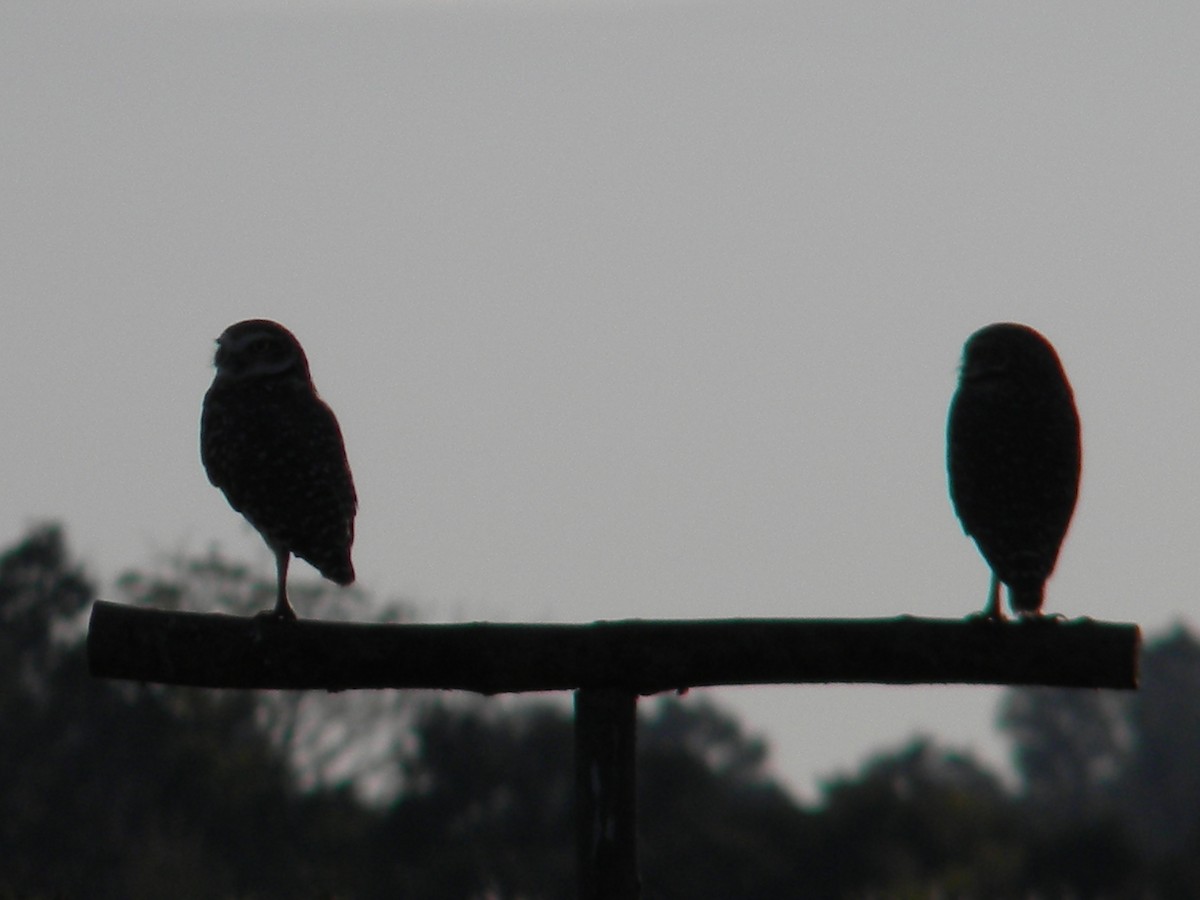 Burrowing Owl - Fausto Sosa