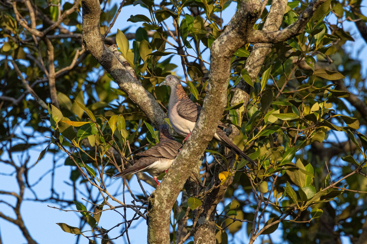 Bar-shouldered Dove - Nathan Bartlett