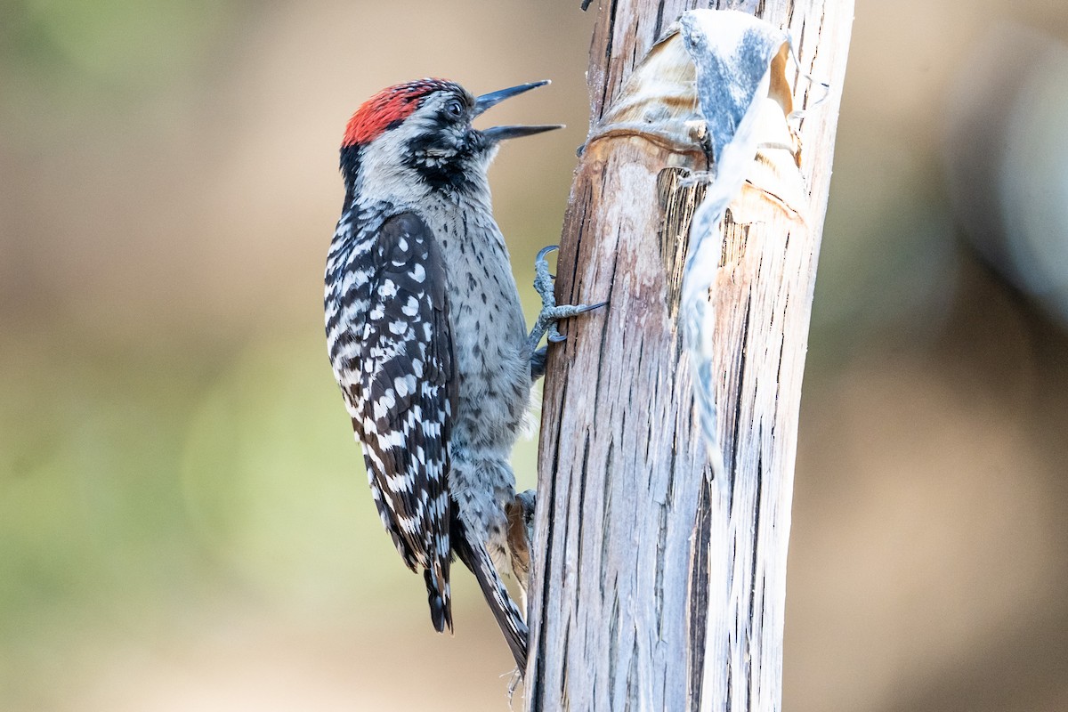 Ladder-backed Woodpecker - Pawel Michalak