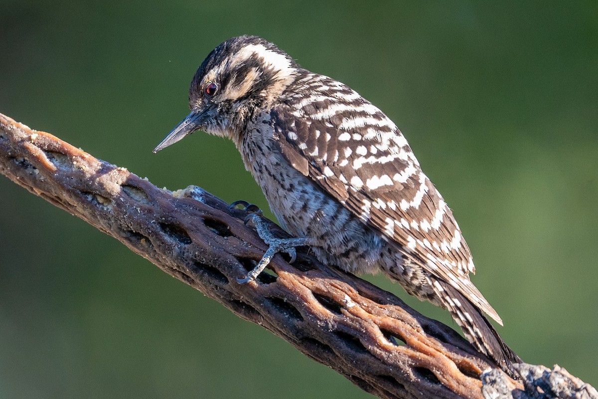 Ladder-backed Woodpecker - ML619377382