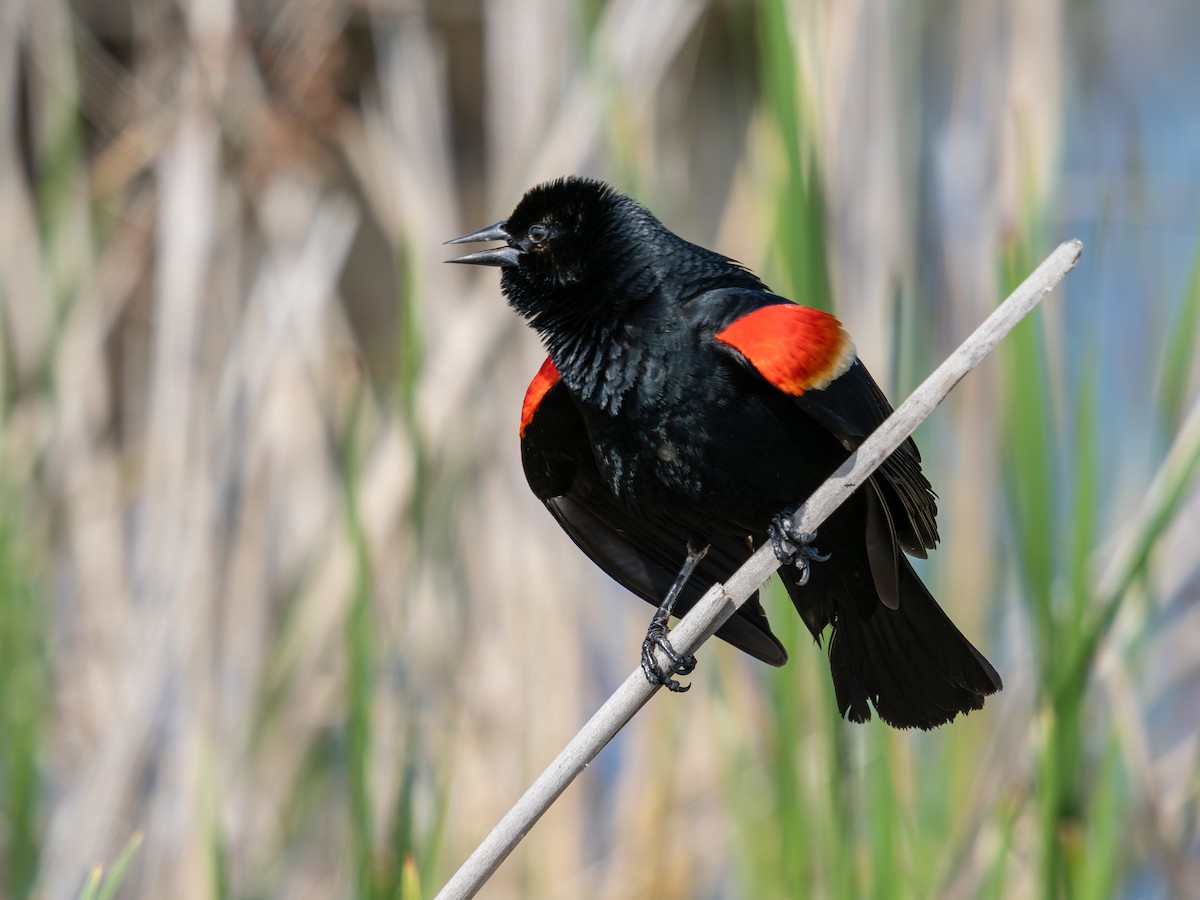 Red-winged Blackbird (Red-winged) - David Howe & Rosanne Dawson