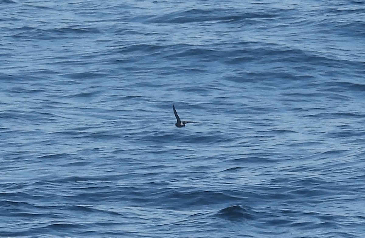 Elliot's Storm-Petrel - Fernando Angulo - CORBIDI