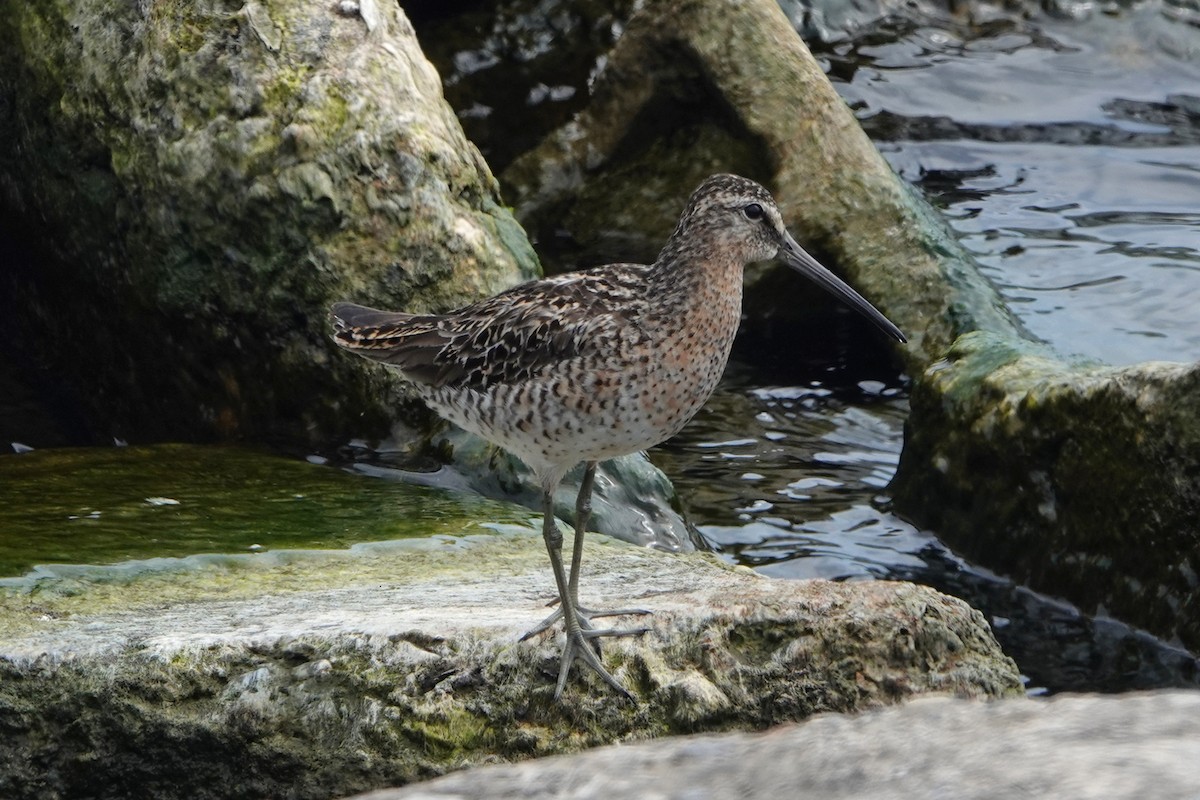 Short-billed Dowitcher - ML619377401