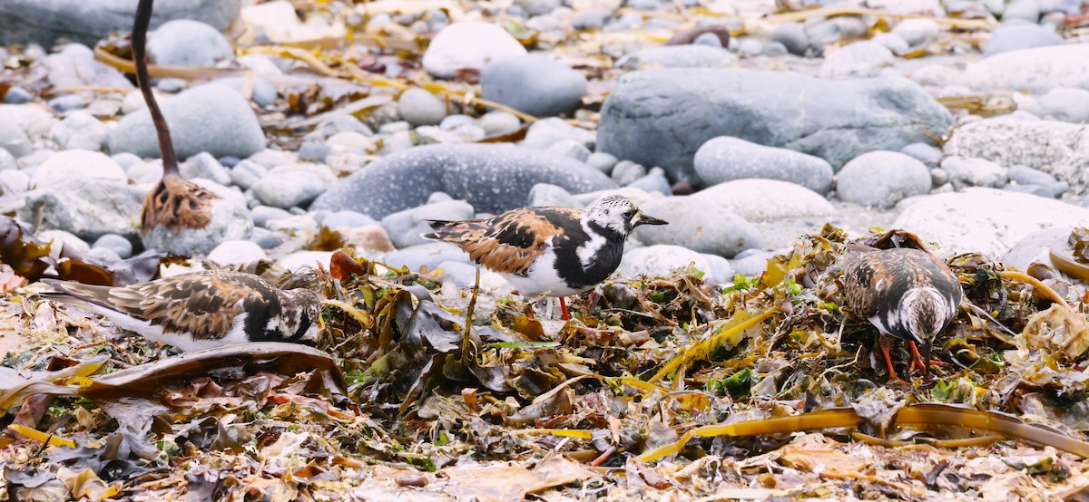 Ruddy Turnstone - Carl Hughes