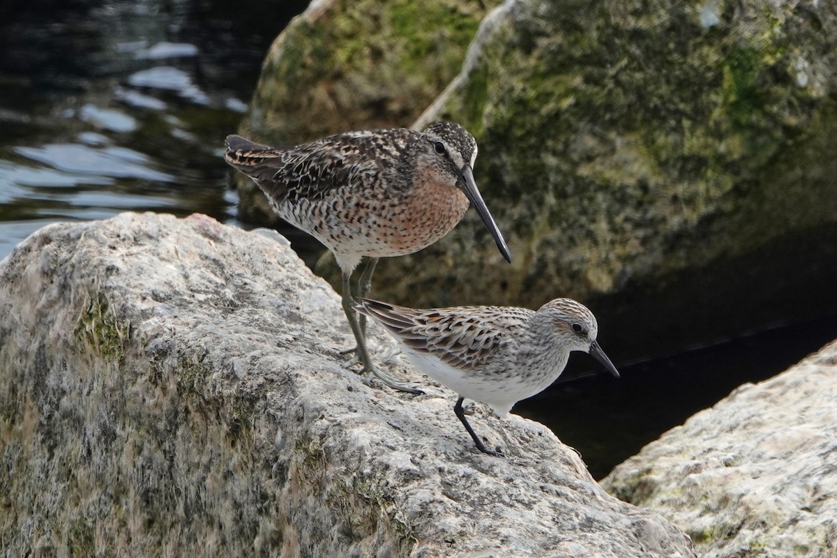 Short-billed Dowitcher - mc coburn