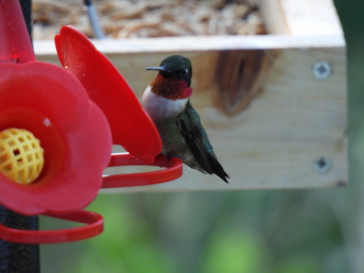 Ruby-throated Hummingbird - Joe McGill