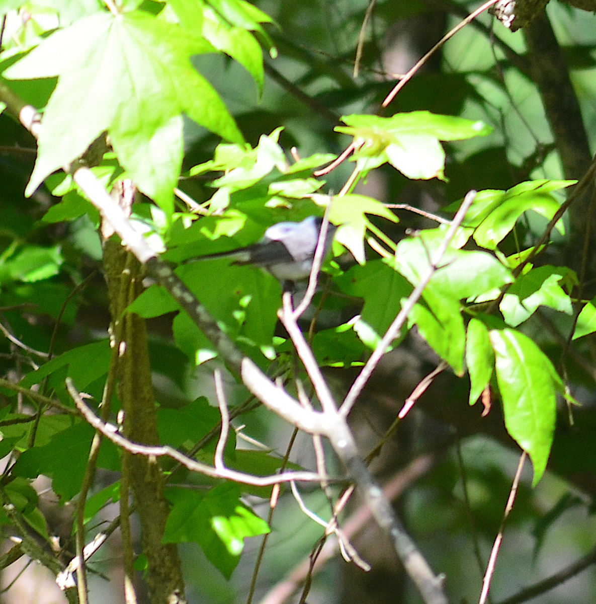 Blue-gray Gnatcatcher - Eric Evinczik