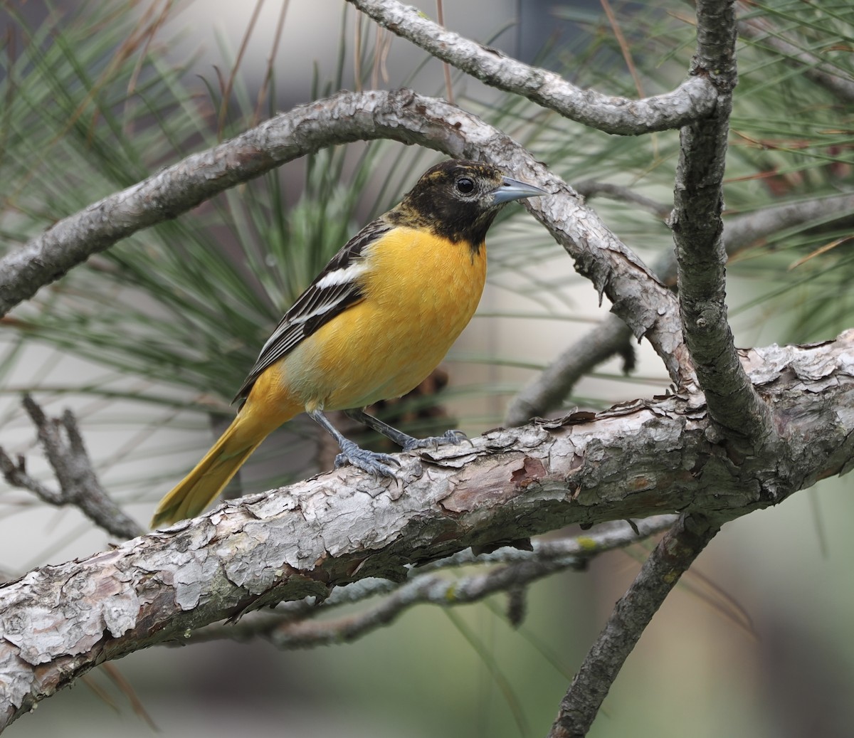 Baltimore Oriole - Steve Oakley