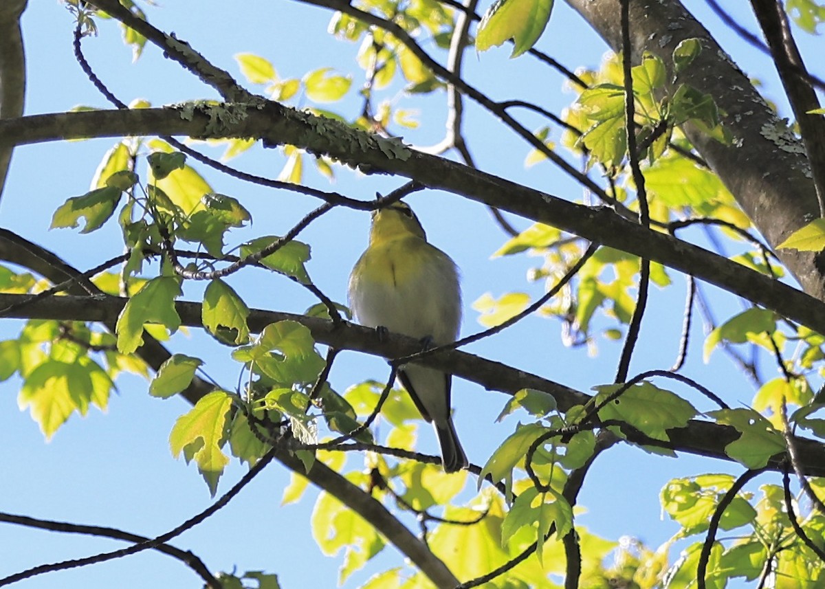 Yellow-throated Vireo - Betsy Staples