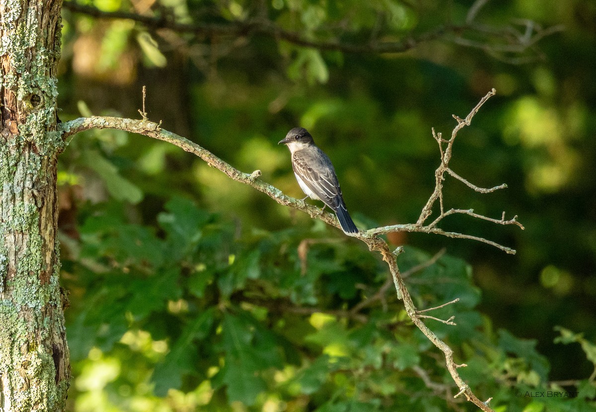 Eastern Kingbird - ML619377501