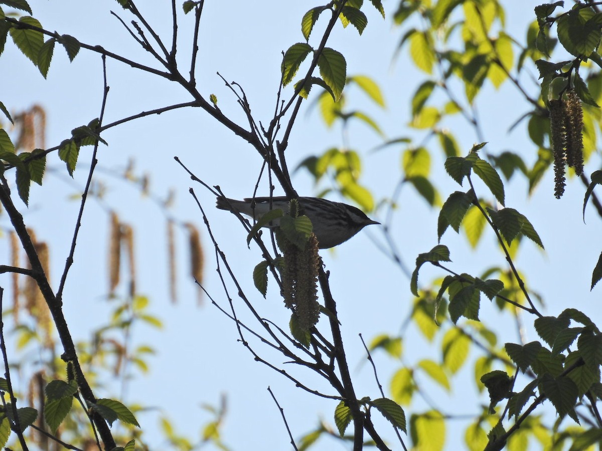 Blackpoll Warbler - ML619377514