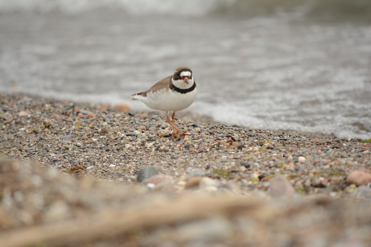 Semipalmated Plover - ML619377516