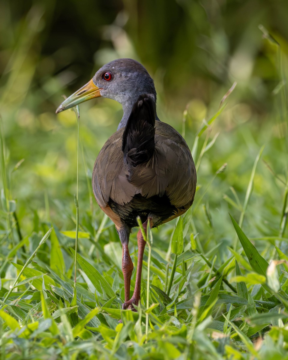 Gray-cowled Wood-Rail - ML619377522