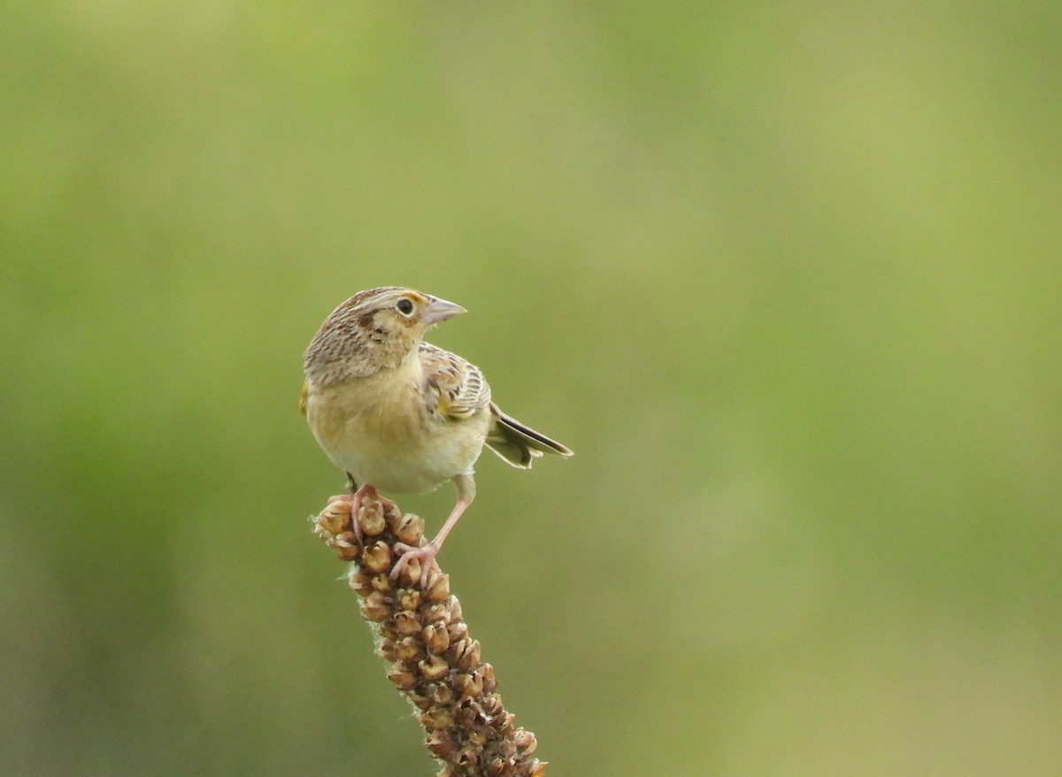 Grasshopper Sparrow - Michael W. Sack