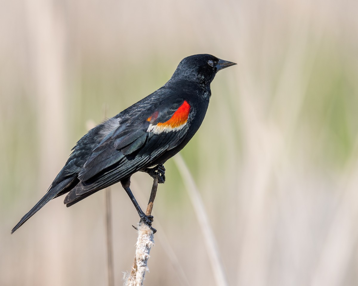 Red-winged Blackbird (Red-winged) - David Howe & Rosanne Dawson