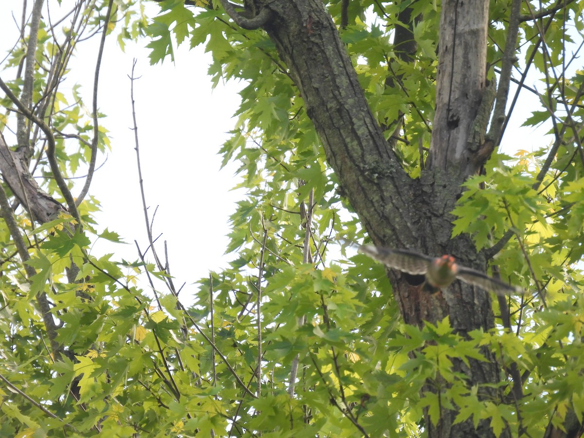 Red-bellied Woodpecker - Laura Minnich