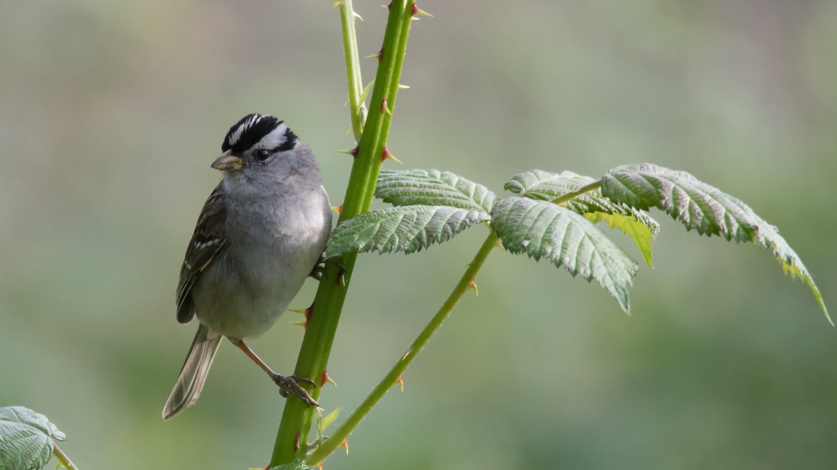 White-crowned Sparrow - ML619377562