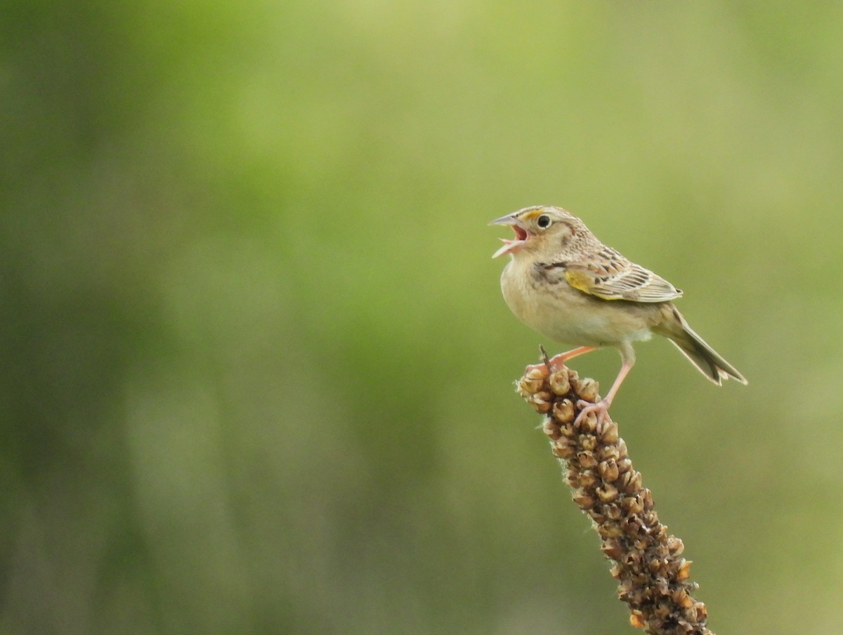 Grasshopper Sparrow - Michael W. Sack