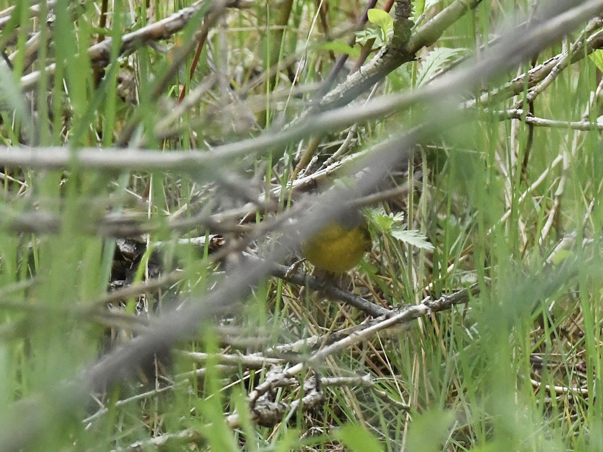 Nashville Warbler - ML619377585