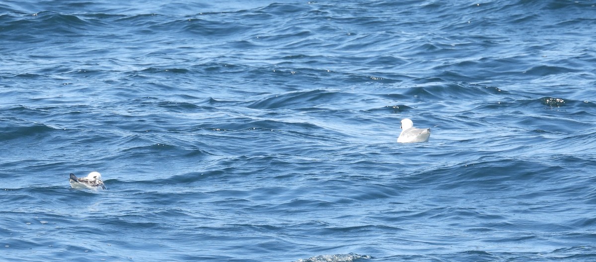 Swallow-tailed Gull - ML619377594