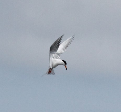 Forster's Tern - Tiffany Ohler