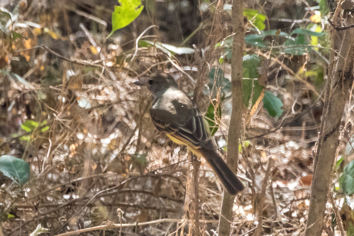 Nutting's Flycatcher - Jodi Boe