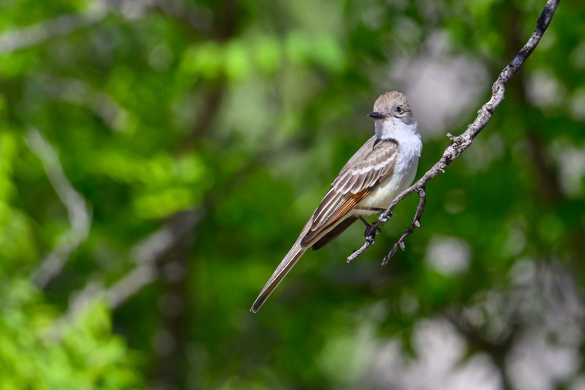 Ash-throated Flycatcher - ML619377636