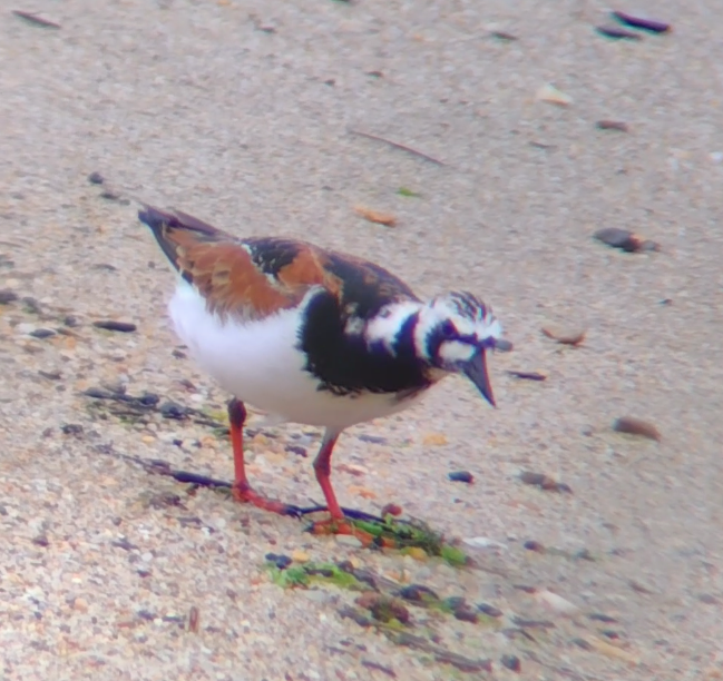 Ruddy Turnstone - Jacob Jones