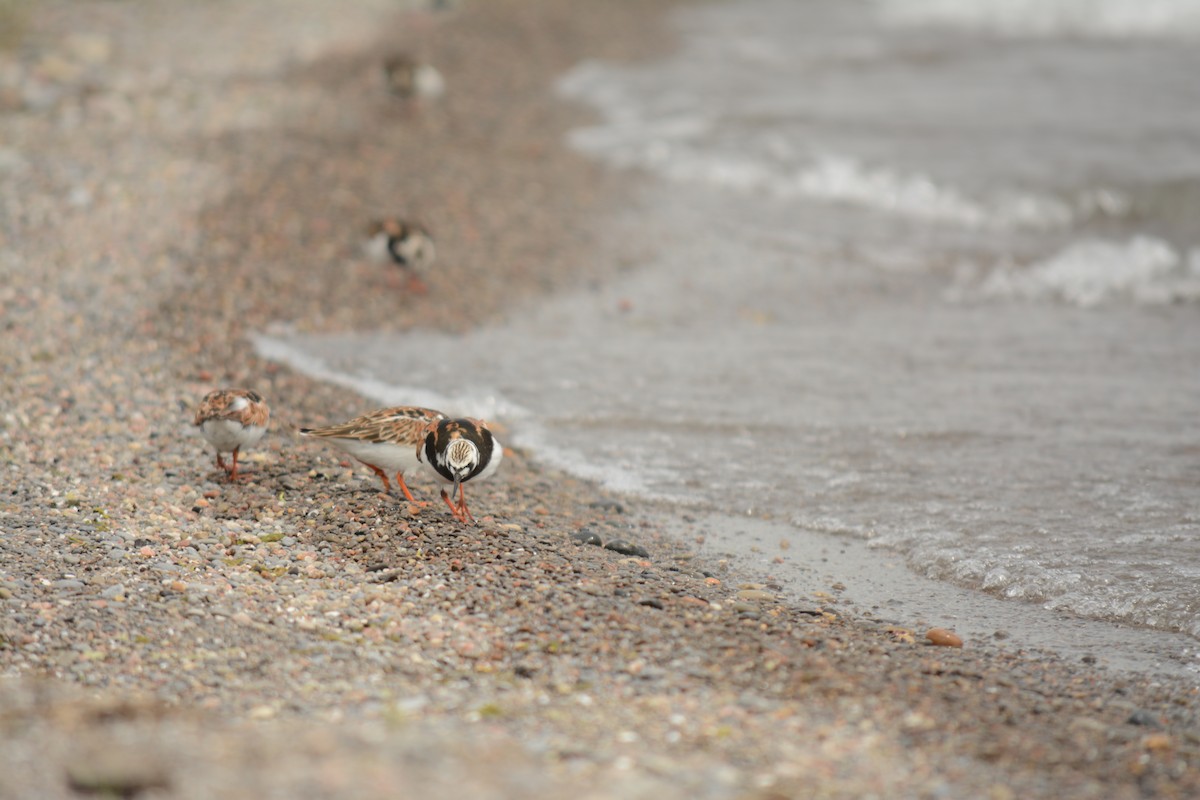 Ruddy Turnstone - Brinda Datla