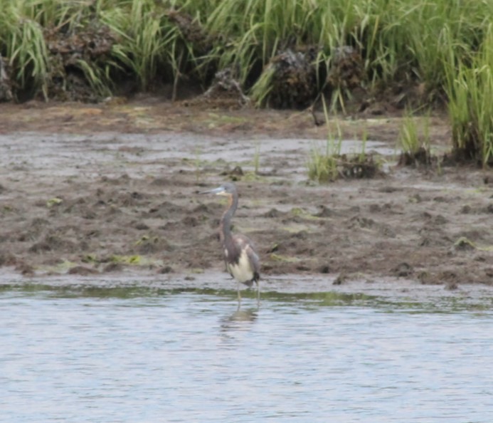 Tricolored Heron - Tiffany Ohler