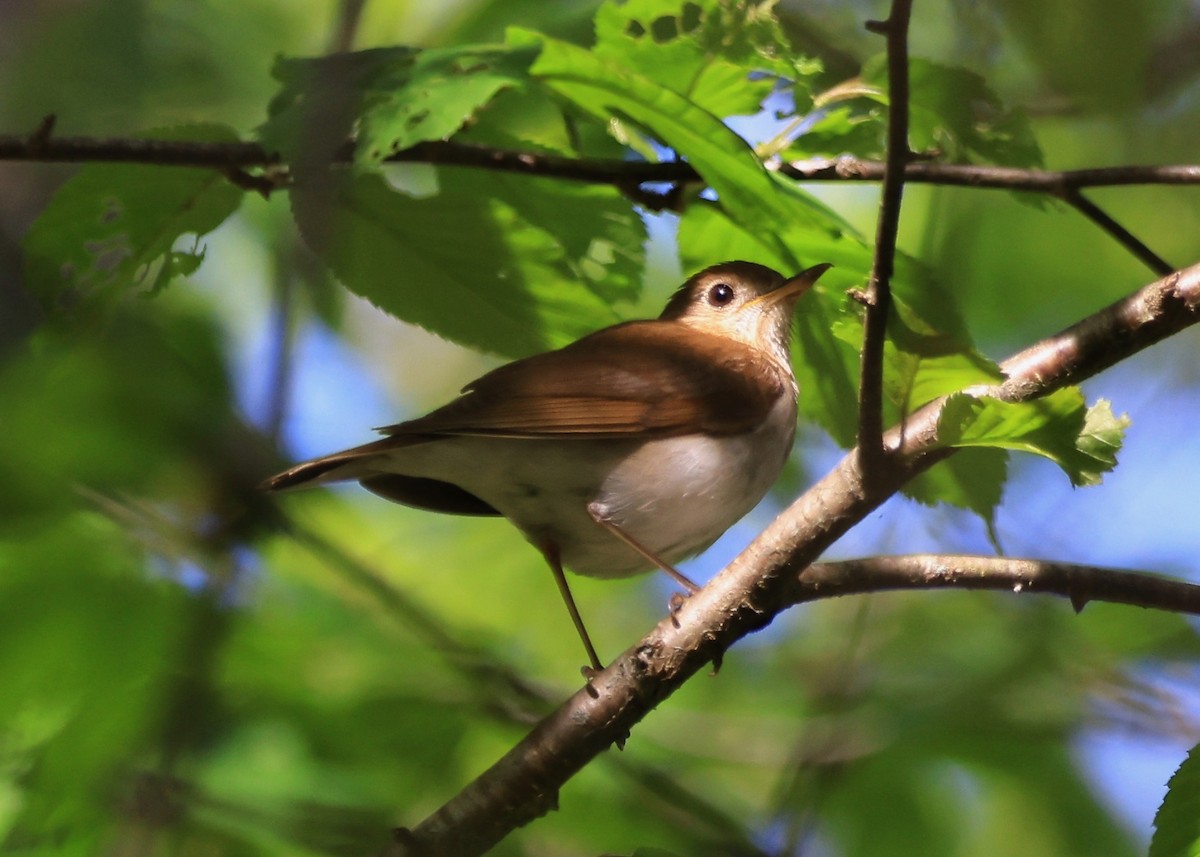 Veery - Betsy Staples