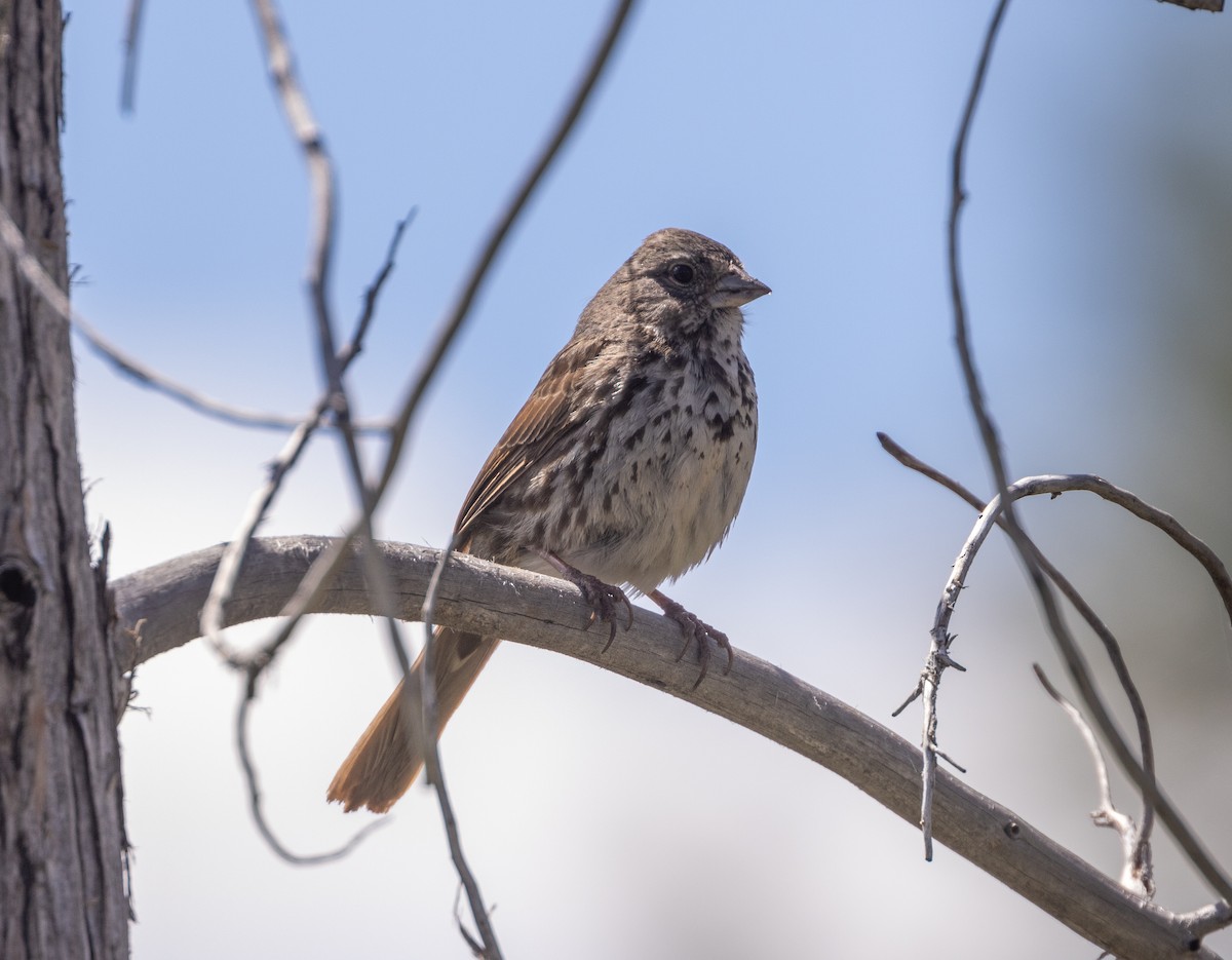 Fox Sparrow (Slate-colored) - Kevin McKereghan