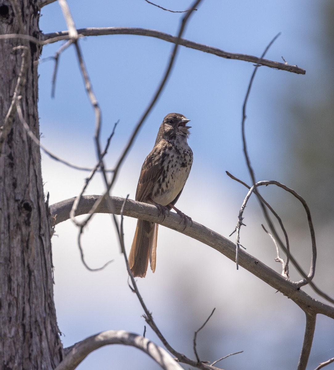 Fox Sparrow (Slate-colored) - Kevin McKereghan