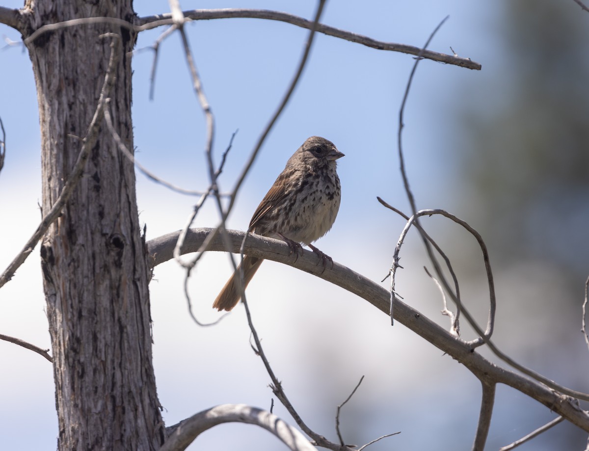 Fox Sparrow (Slate-colored) - ML619377707