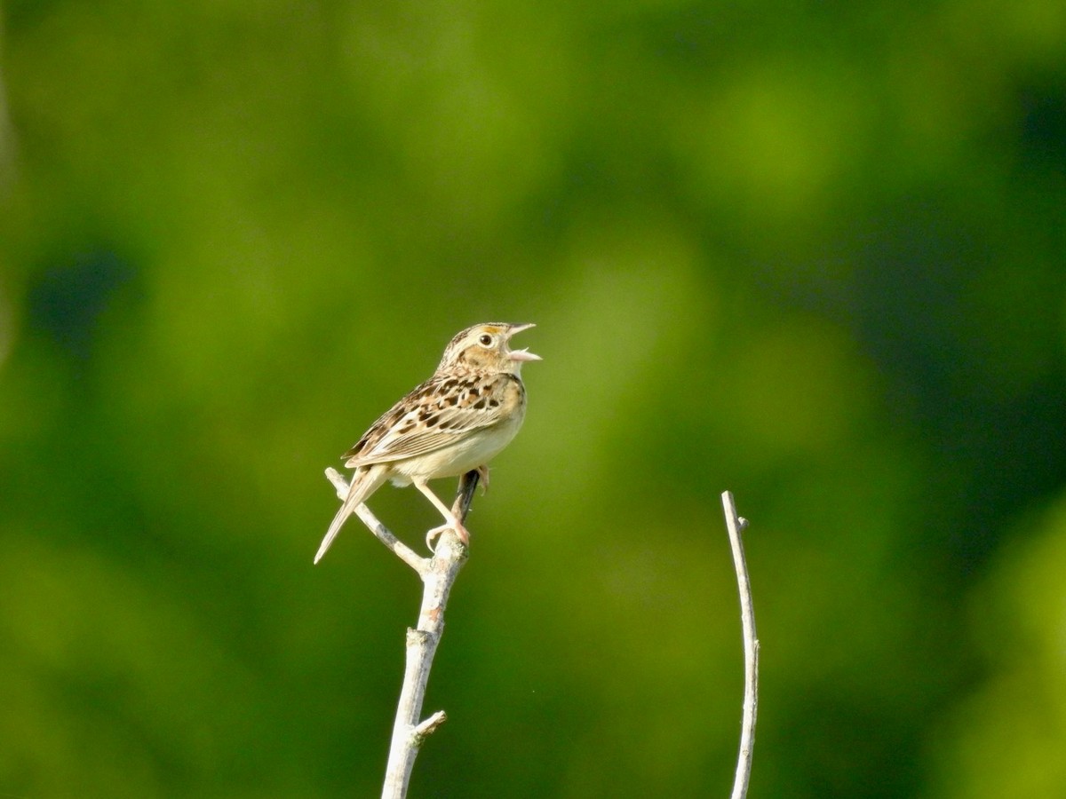 Grasshopper Sparrow - ML619377728