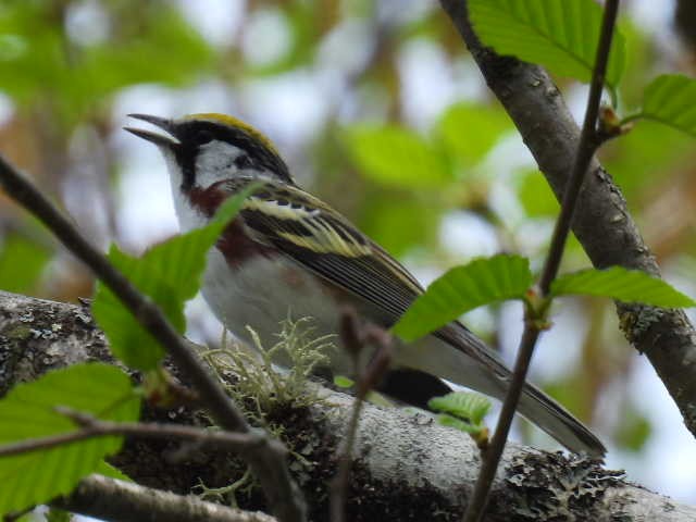 Chestnut-sided Warbler - Joe McGill