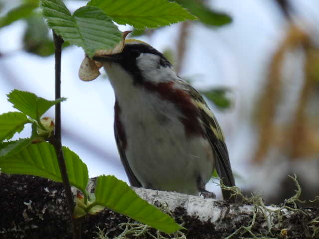 Chestnut-sided Warbler - Joe McGill