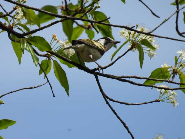 Chestnut-sided Warbler - Joe McGill