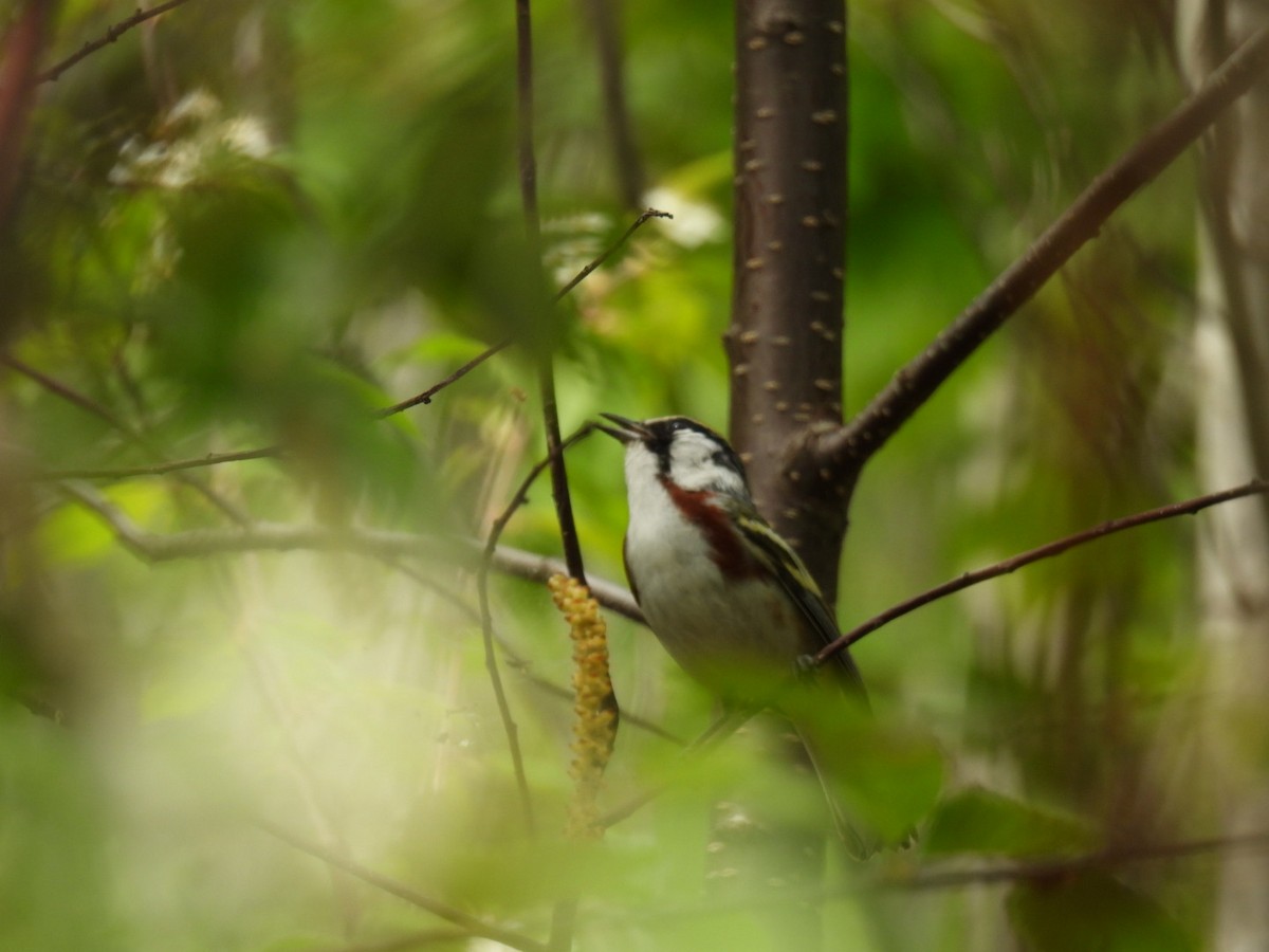 Chestnut-sided Warbler - Joe McGill