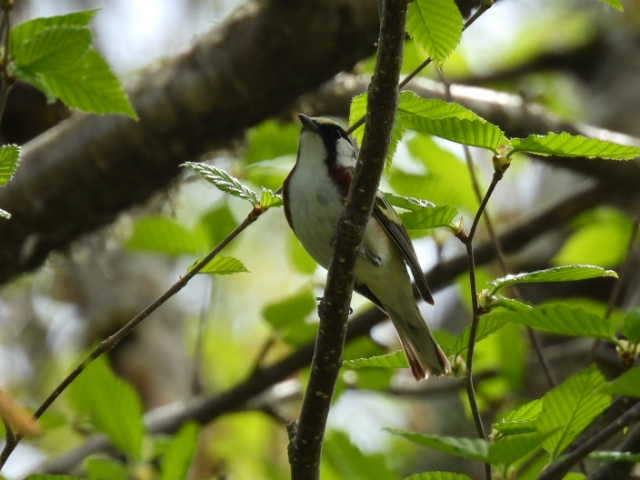 Chestnut-sided Warbler - Joe McGill