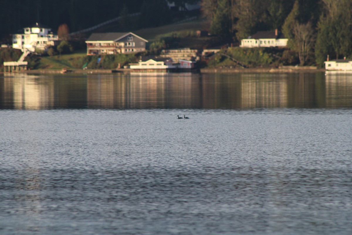 Red-necked Grebe - ML619377745