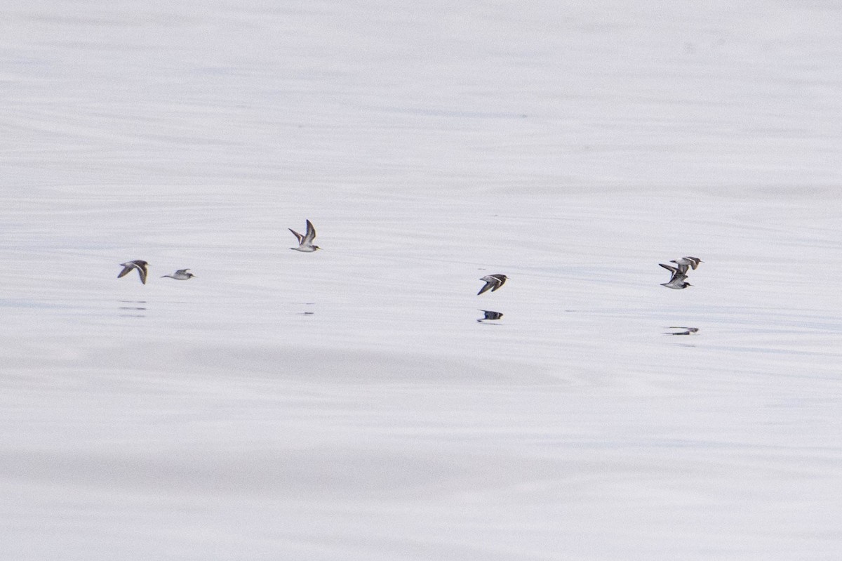 Red-necked Phalarope - Nancy Christensen