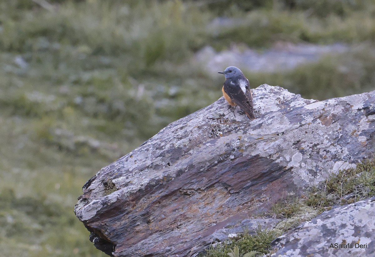 Rufous-tailed Rock-Thrush - ML619377750