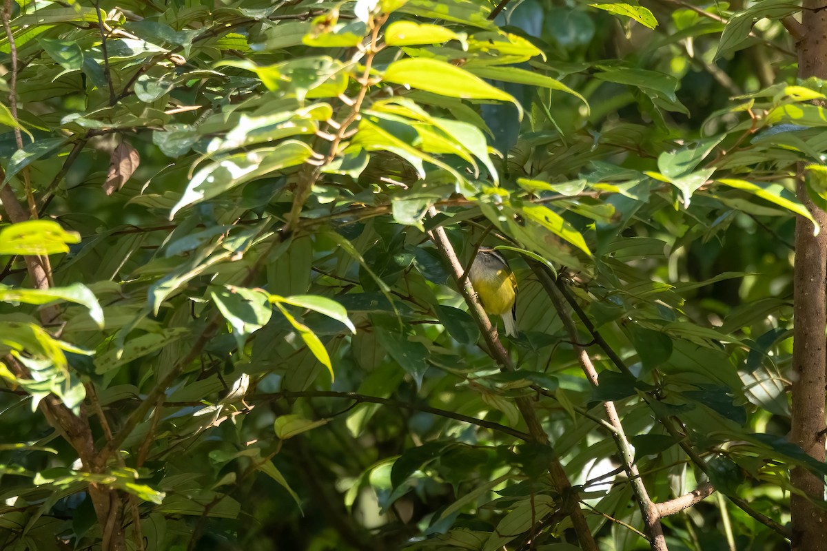 Ashy-throated Warbler - Bao Shen Yap