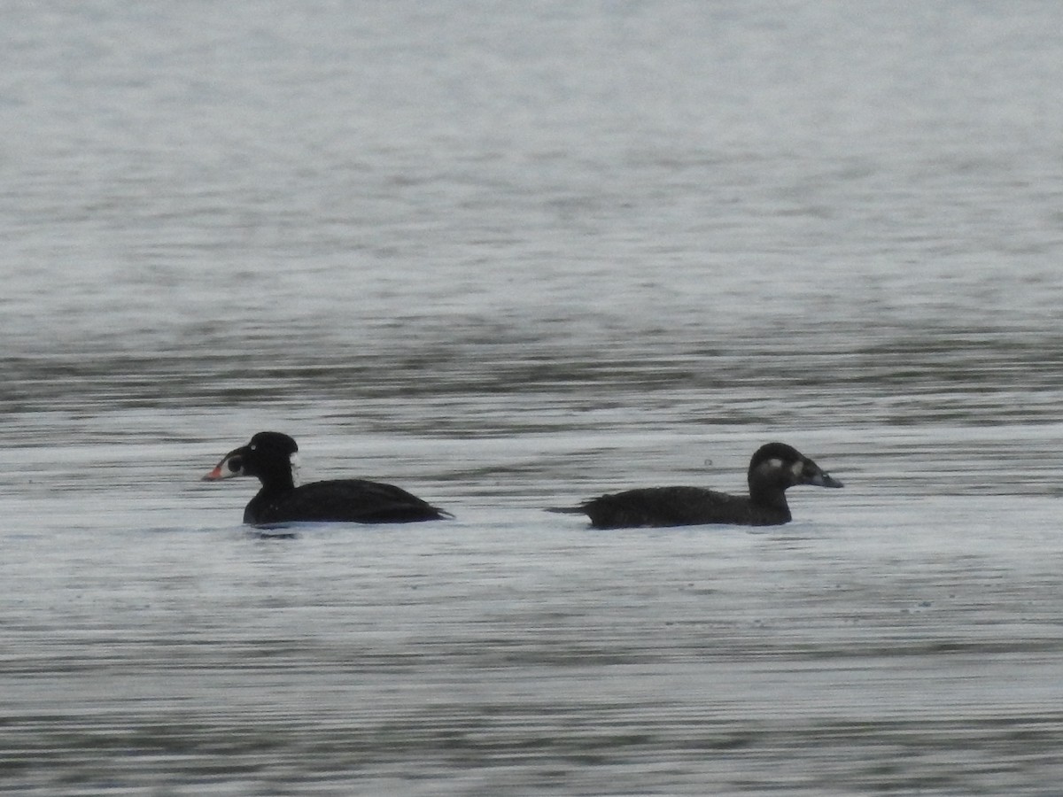 Surf Scoter - ML619377776